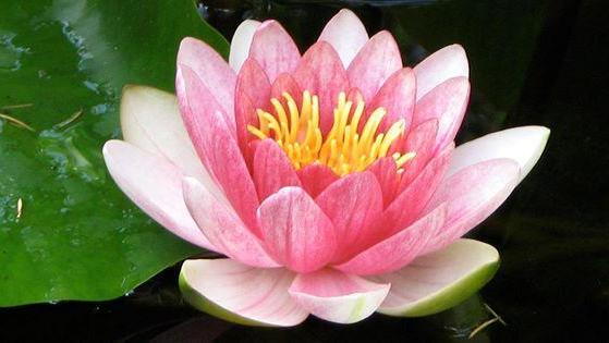 lotus cropped